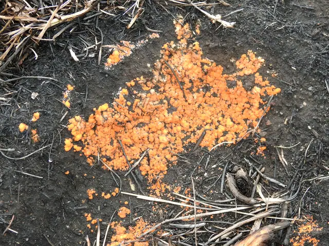 Pyronema omphalodes