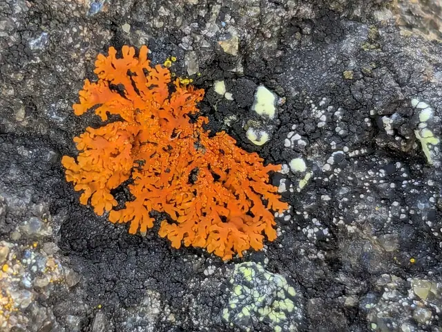 Pysznorost sorediowy (Rusavskia sorediata)
