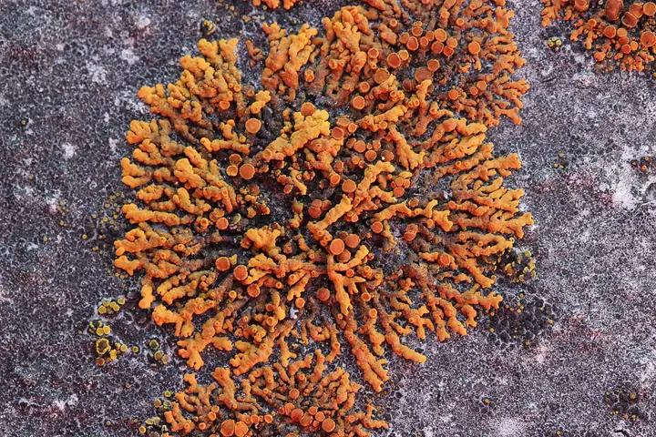 Pysznorost wspaniały (Rusavskia elegans)
