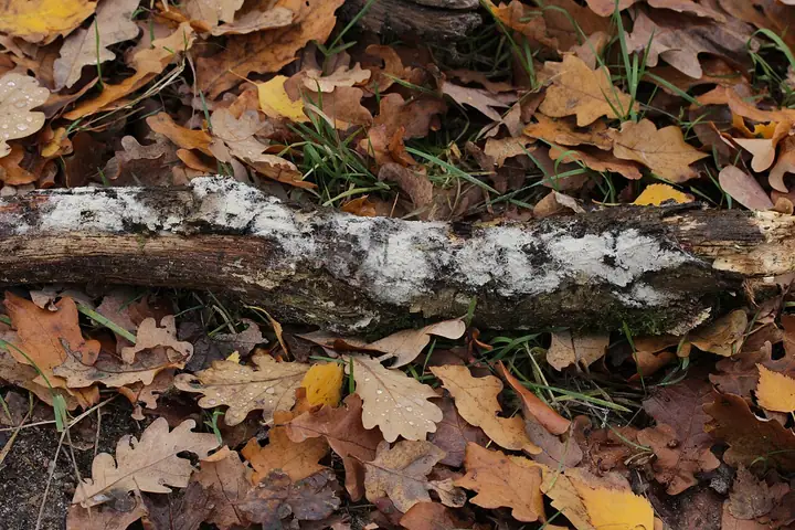 Radłóweczka kosmkowata (Cristinia helvetica)