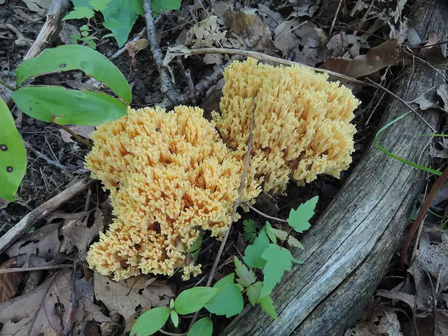 Ramaria decurrens