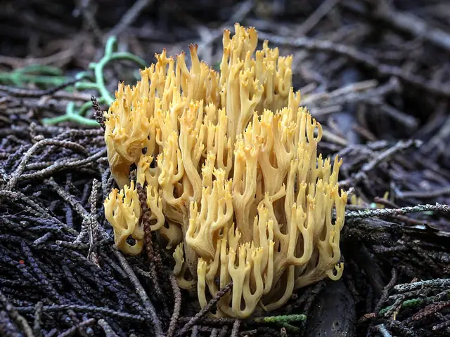 Ramaria myceliosa
