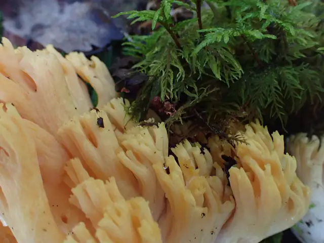Ramaria subtilis