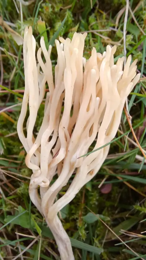 Ramariopsis tenuiramosa