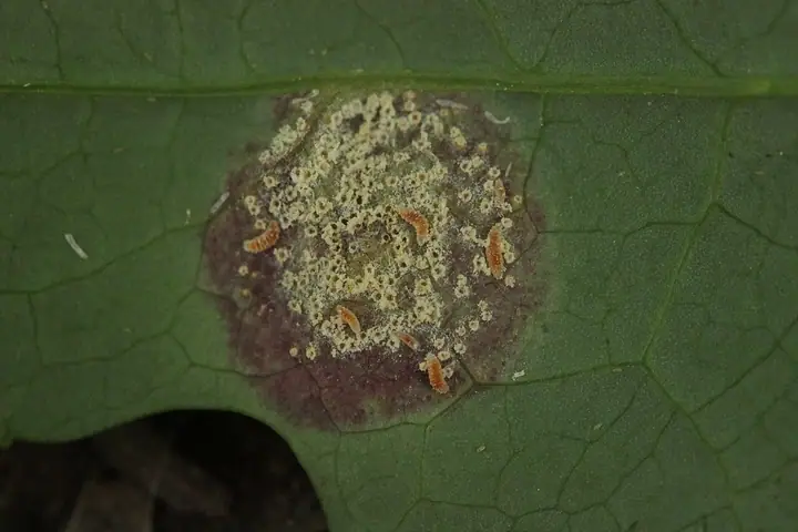 Rdza turzycowo-sałatowa (Puccinia opizii)
