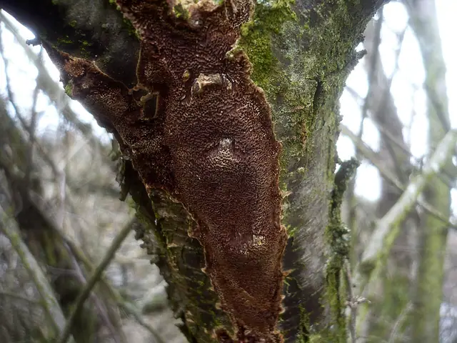Rdzawoporka gąbczasta (Fuscoporia contigua)