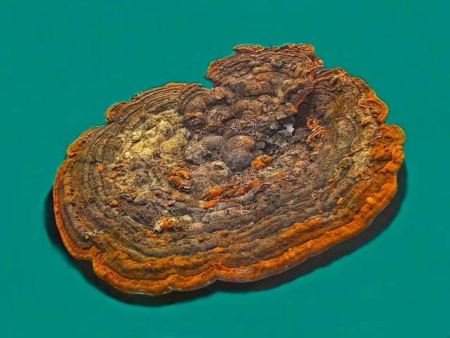 Rdzawoporka kosmata (Fuscoporia torulosa)