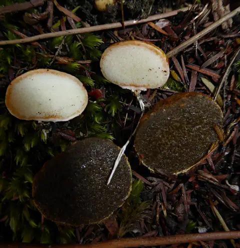 Rhizopogon verii