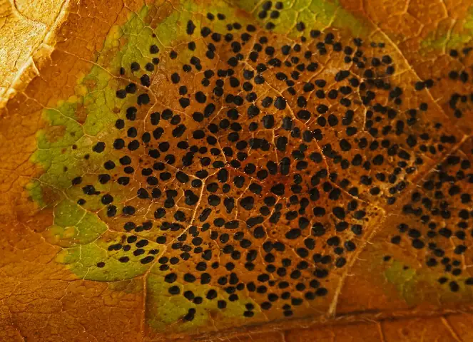 Rhytisma punctatum