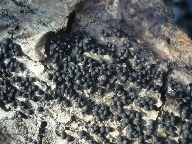 Rosellinia mammiformis