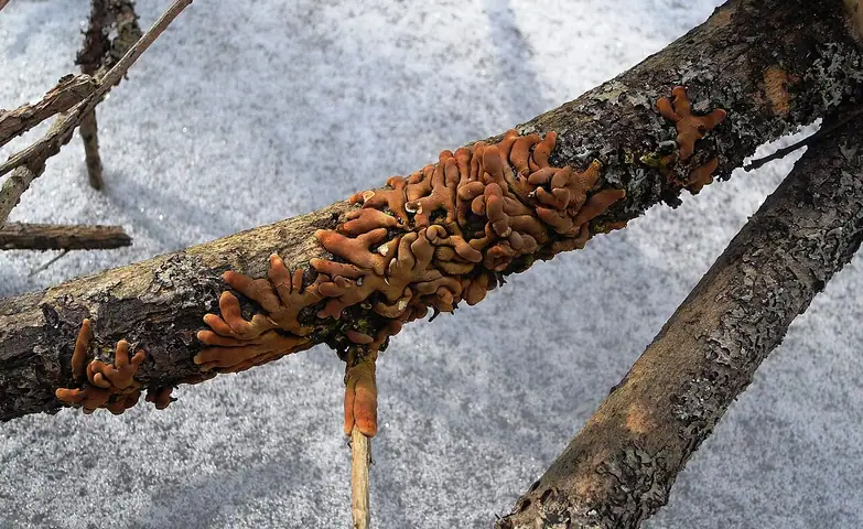 Rozetka wierzbowa (Hypocreopsis lichenoides)