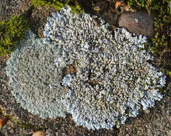 Rozetnik murowy (Protoparmeliopsis muralis)