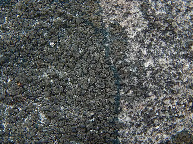 Rozłożyk czarny (Placynthium nigrum)