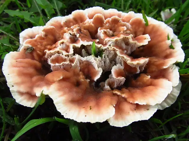 Różnoporek dwuwarstwowy (Abortiporus biennis)