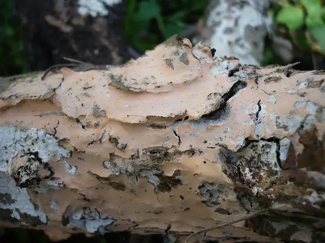 Różówka nadrzewna (Erythricium laetum)