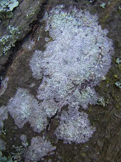 Rozsypek srebrzysty (Phlyctis argena)