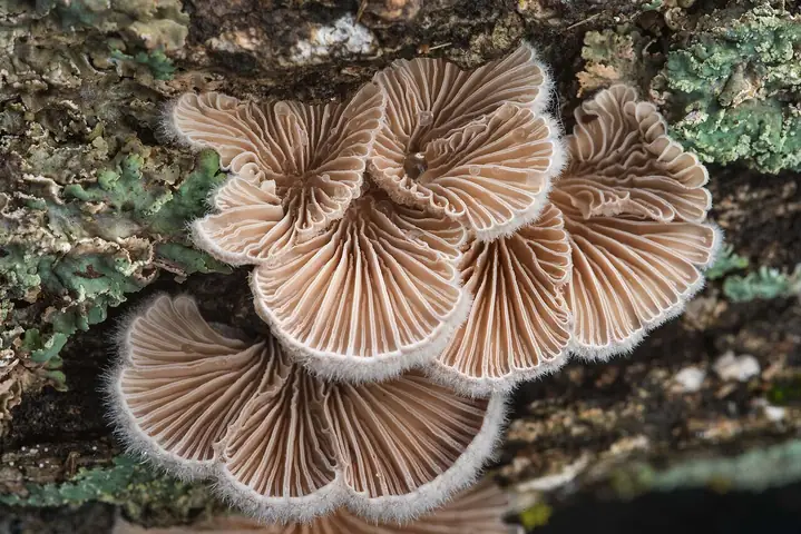 Rozszczepka pospolita (Schizophyllum commune)