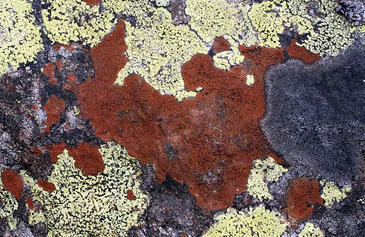 Rudziec czarny (Tremolecia atrata)