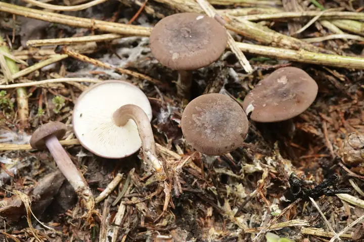 Rugosomyces obscurissimus