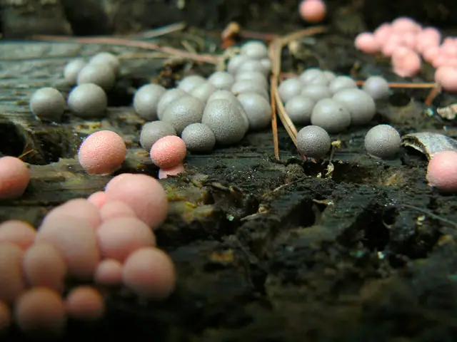 Rulik nadrzewny (Lycogala epidendrum)