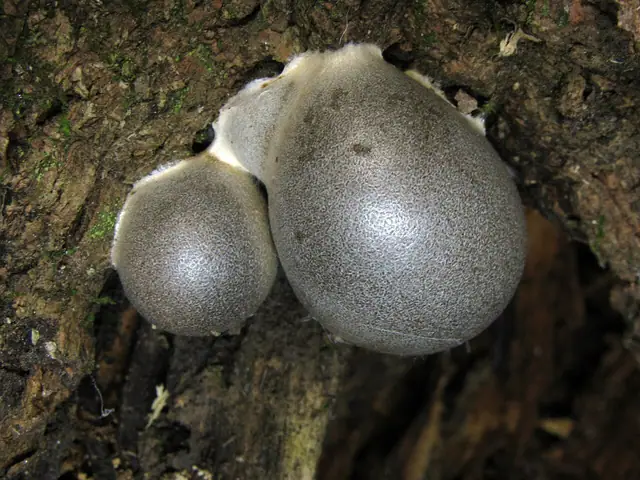 Rulik olbrzymi (Lycogala flavofuscum)