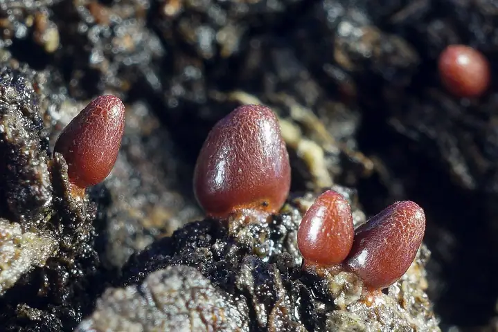 Rulik stożkowaty (Lycogala conicum)