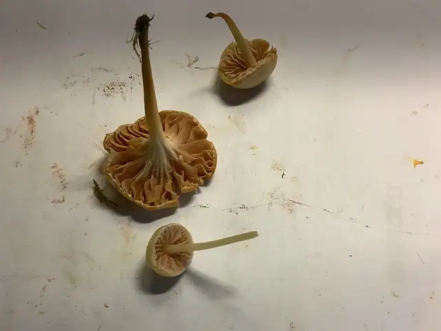 Rumieniak białawy (Rhodocybe fallax)