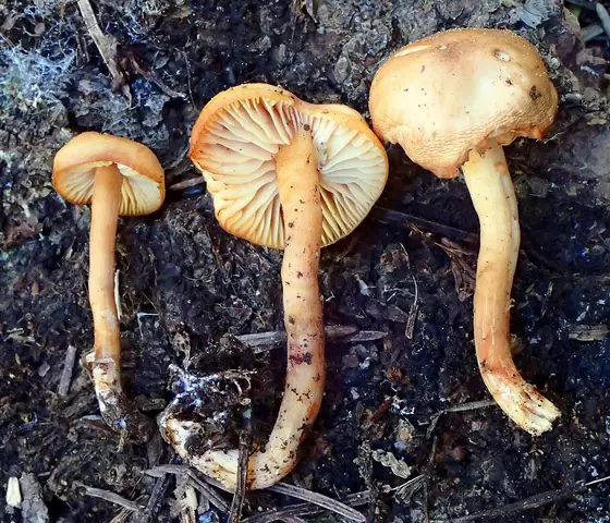 Rumieniak czerwonawy (Rhodocybe nitellina)