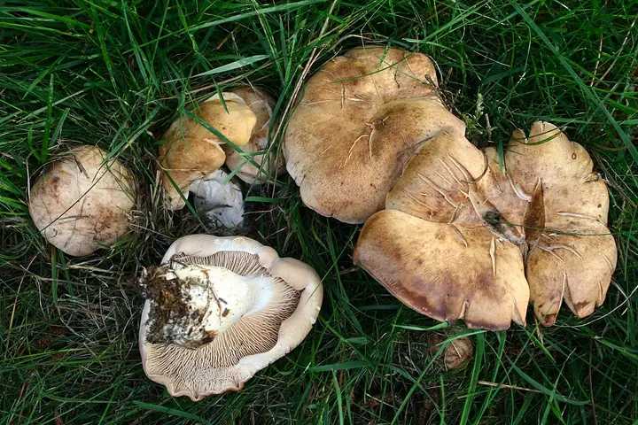 Rumieniak gromadny (Rhodocybe gemina)