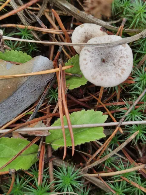 Rumieniak piaskowy (Rhodocybe caelata)