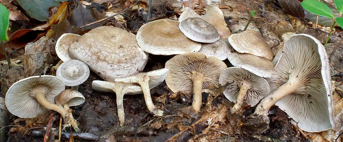 Rumieniak żółtobrązowy (Rhodocybe popinalis)