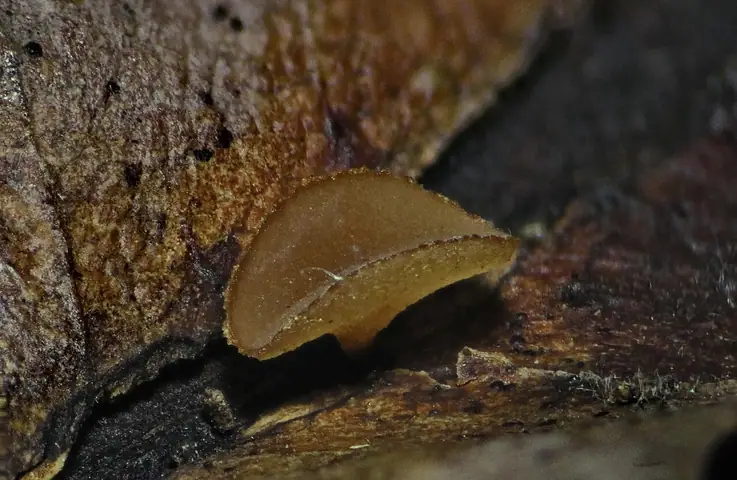 Rutstroemia sydowiana