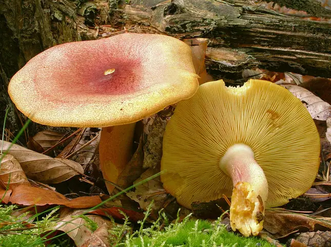 Rycerzyk czerwonozłoty (Tricholomopsis rutilans)
