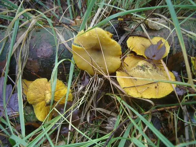 Rycerzyk oliwkowożółty (Tricholomopsis decora)