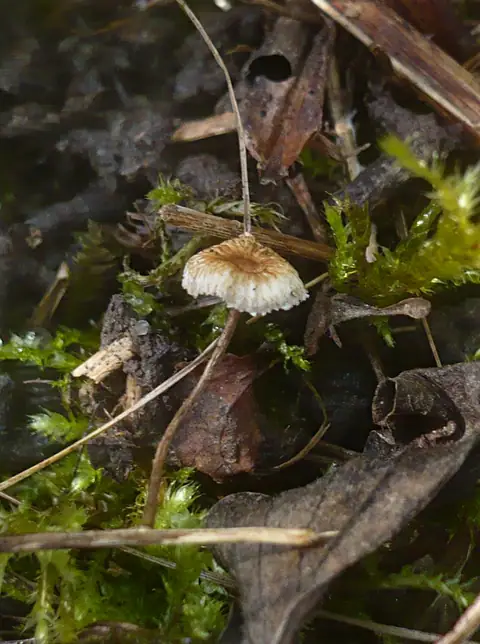 Rzęsostopek źdźbłowy (Crinipellis scabella)