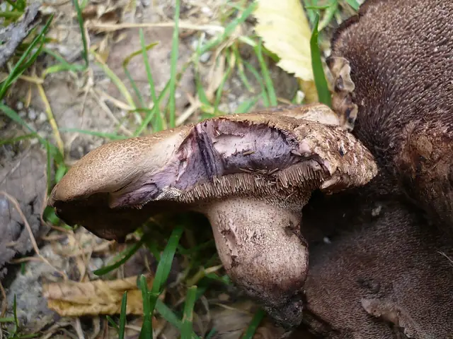 Sarniak fiołkowy (Sarcodon joeides)