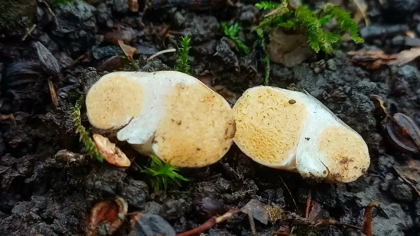 Sclerogaster candidus