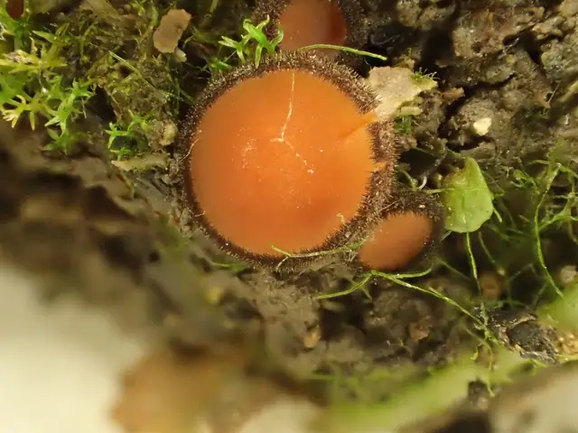 Scutellinia nigrohirtula