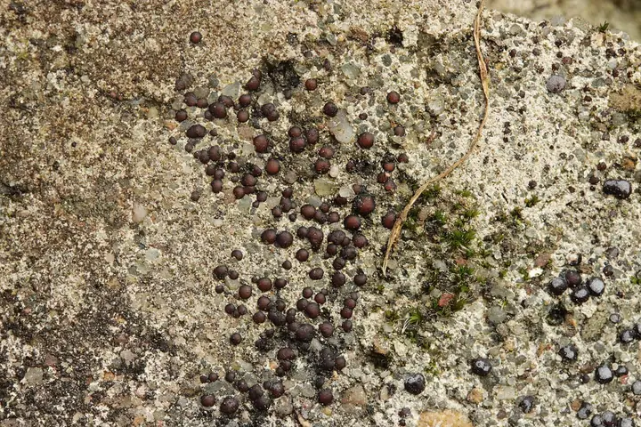 Setniczka zwyczajna (Sarcogyne regularis)