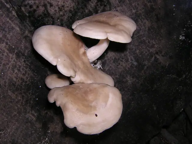Shimeji (Hypsizygus tessulatus)