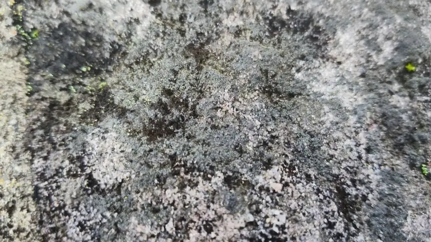 Siarczynka laurera (Thelocarpon laureri)