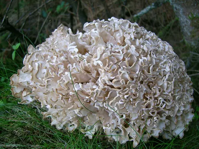 Siedzuń dębowy (Sparassis brevipes)