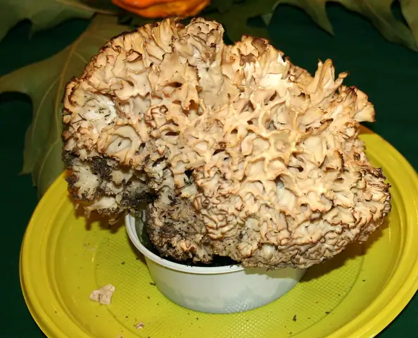 Siedzuń jodłowy (Sparassis nemecii)