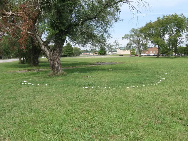 Sinoblaszek trujący (Chlorophyllum molybdites)