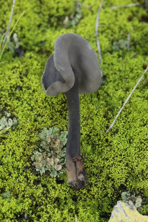 Siodłówka czarna (Helvella atra)