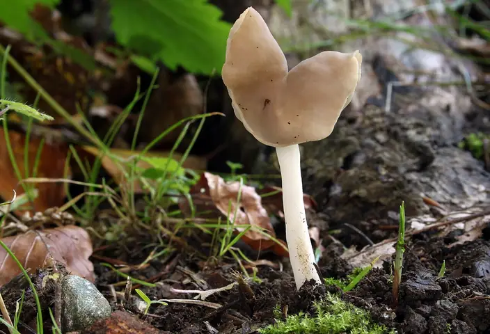 Siodłówka siodlasta (Helvella ephippium)