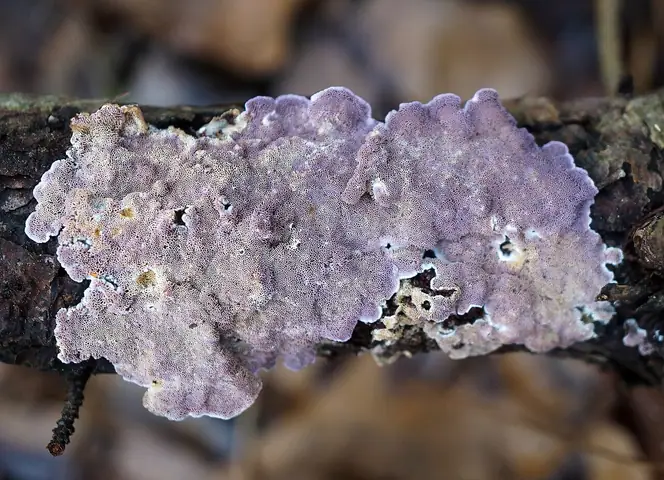 Skeletocutis lilacina