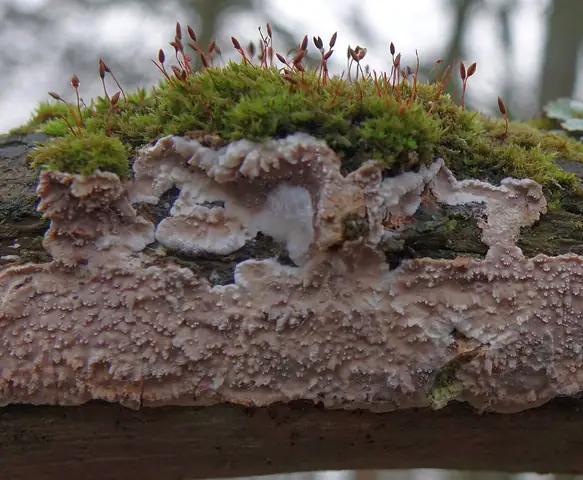Skórkotrzęsak ciernisty (Eichleriella deglubens)