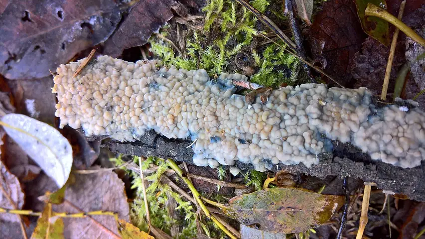 Skórkotrzęsak ochrowy (Eichleriella leucophaea)