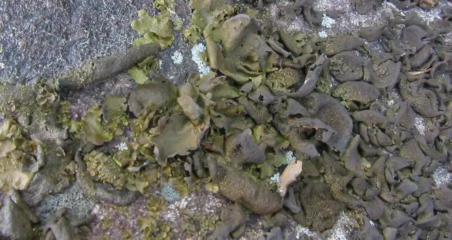 Skórnica wodna (Dermatocarpon luridum)